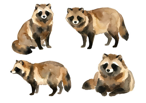 Watercolor Tanuki Illustration／たぬき