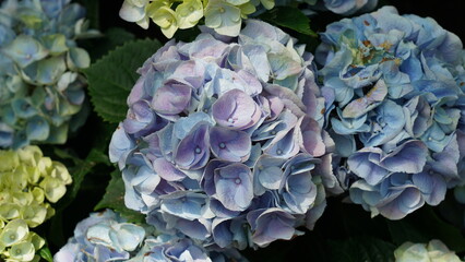 Beautiful Blue and Purple Hydrangea Flowers in Bloom