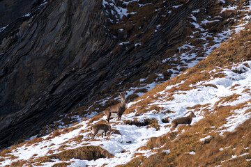 a group of alpine female and male ibex, in the snow capped rocks of the hohe tauern national park austria, at a winter day