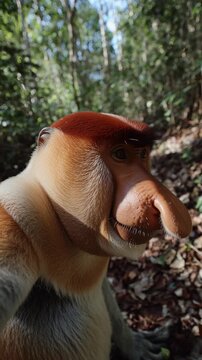 proboscis monkey selfie

