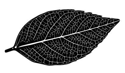 Abstract Macro balck Leaf Vector Illustration with Vein Patterns and Texture on White © Liton