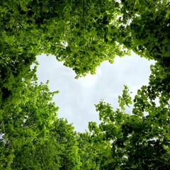 Fototapeta premium heart made of trees