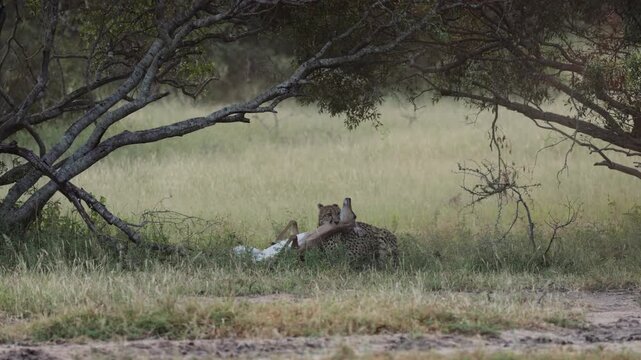 The Cheetah killing an Impala