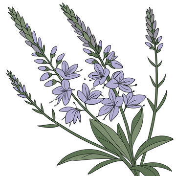  veronica incana silbersee vwectopr on white background