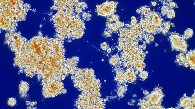 Protozoa Microscopic Life.