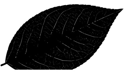 Abstract Macro black  Leaf Vector Illustration Showing Vein Patterns and Texture © Liton