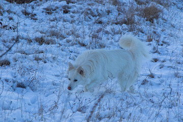 dog portrait in the snow