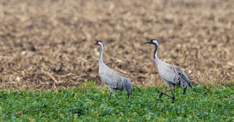 Fototapeta premium Common cranes walking on green field edge