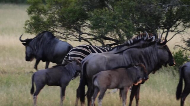  a zebra charging in to keep an eye on the predator