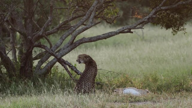  A cheetah with its impala kill
