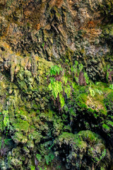 Bright winter moss on the tree vertical shot. Beautiful view to old historic rocky wall with slime on rainforest area in Antalya, Turkey. Arachnocampa luminosa, commonly known as New Zealand glowworm 