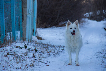 Obraz premium dog portrait in the snow
