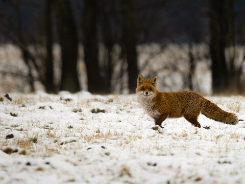 Ein Erwachsener Rotfuchs im Schnee unterwegs 