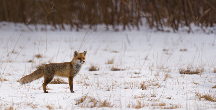 Junger Fuchs auf der Suche nach Nahrung im Schnee 