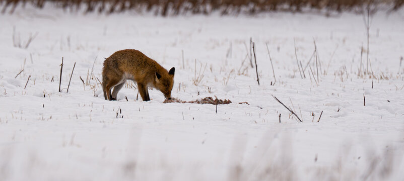 Junger Fuchs beim Fressen im Schnee 
