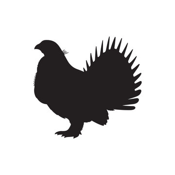 Greater sage grouse silhouette vector flat illustration design.on white background.
