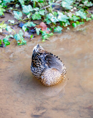 Obraz premium The mallard or wild duck is a dabbling duck that breeds throughout the temperate and subtropical Americas, Eurasia, and North Africa. It has been introduced to New Zealand, Australia, Peru, Brazil,. T