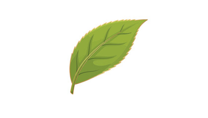 Fototapeta premium greentea leaf isolated on white