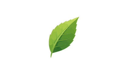 Fototapeta premium greentea leaf isolated on white
