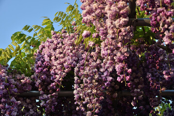 津島天王川公園　八重黒龍藤(愛知県津島市)