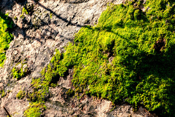 Obraz premium Kurşunlu Waterfall Nature Park (Turkish: Kurşunlu Şelalesi) is located 19 km from Antalya, Turkey at the end of a 7 km road branching off to the north of the Antalya-Serik-Alanya highway