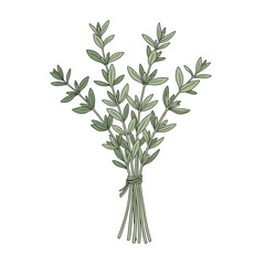 Fototapeta premium Bundle of fresh green thyme sprigs tied together with a thin string shown in a detailed hand drawn illustration style.