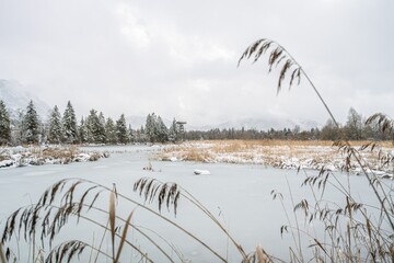 Winter landscape with moor and forest under gray sky, old snow patches, quiet and moody atmosphere,...