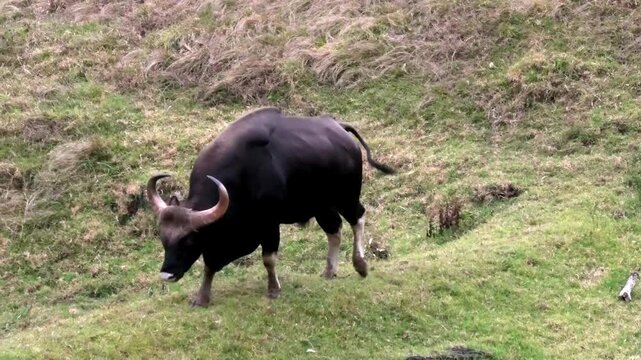 An Indian bison grazing in the meadow