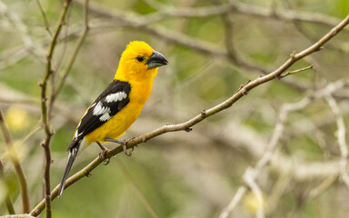 Fototapeta premium Gelbbauch-Kernknacker (Pheucticus chrysogaster)