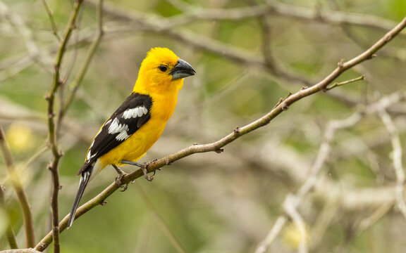 Gelbbauch-Kernknacker (Pheucticus chrysogaster)