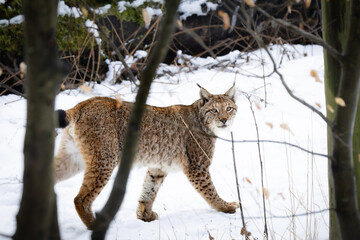 A wild Eurasian lynx walking through a snowy landscape in the Harz Mountains. Its thick winter fur and distinctive ear tufts are characteristic features of this elusive wild cat.  © Michael Krüger