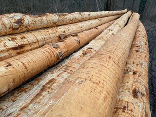 Gesch&auml;lte B&auml;ume