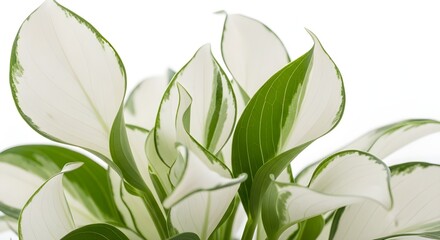 Obraz premium Fresh green leaves of a variegated plant with white and green patterns on a light background