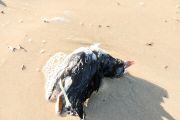 Dead puffin on the beach, due to a storm and plastic pollution