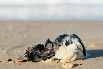 Dead puffin on the beach, due to a storm and plastic pollution
