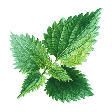 Nettle Leaf, watercolor vector, isolated on a white background.