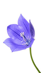 Blue Campanula Flower with Stem Isolated on White