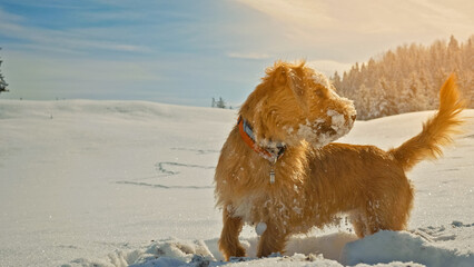 A golden retriever with a red collar stands alert in a snowy landscape, its fur dusted with snowflakes. The sun casts a warm glow over the snow-covered field, creating a serene winter scene. © wkproduction