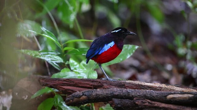 Graceful pitta (Erythropitta venusta) in Sumatra, Indonesia