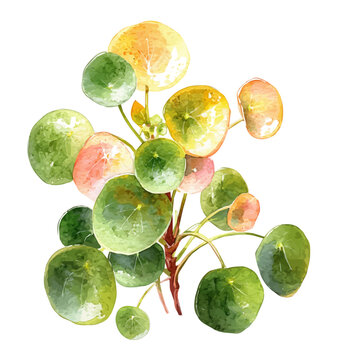 Pilea Peperomioides, watercolor illustration vector, isolated on a white background.
