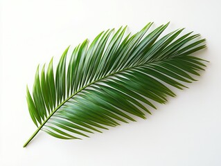 Fototapeta premium single vibrant green palm frond on a clean white background conveying calm minimalist serenity