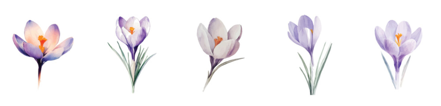 Mine Watercolor, hand-painted crocus flower painting illustration, vector illustration,  painting design, and EPS format design. vector illustration, isolated on a white background