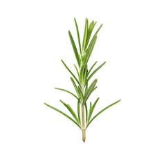 Obraz premium Fresh rosemary sprig isolated on transparent background with alpha channel