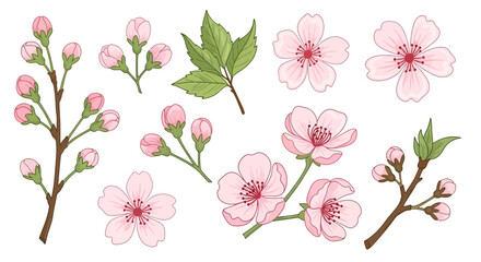 Illustration of blossoming flowers and buds on branches with leaves, showcasing floral elements, from a direct viewpoint.