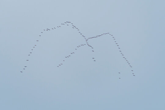 Large Flock of Birds Flying in V-Formation Against a Clear Pale Sky