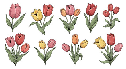 Collection of colorful tulip illustrations in various stages of bloom on a clean white background viewed from directly above
