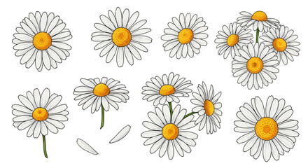 Fototapeta premium Collection of daisies and floral elements in a simple illustration style on a clean background