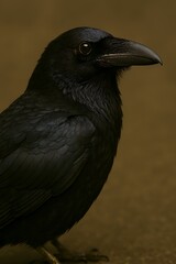 Fototapeta premium A close-up profile view of a black crow standing on a brown ground in a natural outdoor environment