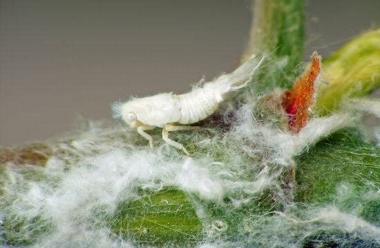 Citrus flatid planthopper, Metcalfa pruinosa nymph in the Flatidae family of planthoppers. Insects on grapevines, plant pests, vineyards.