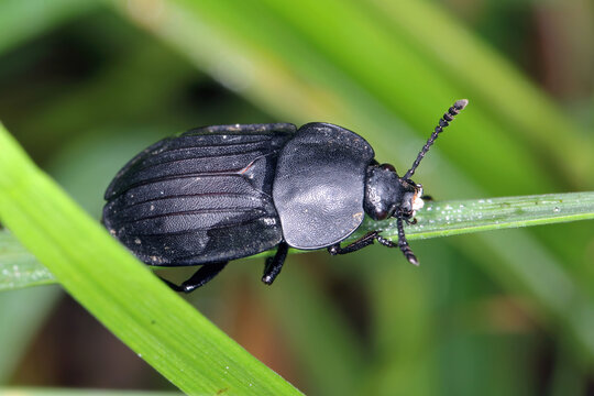Silpha carinata in family Silphidae, or carrion beetles.